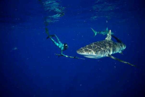 Excel wet suit company hired Jeffo to model their new shark repelling wetsuit